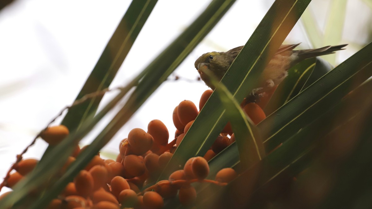 Island Canary - ML622443618