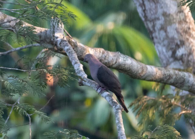 Plumbeous Pigeon - ML622443619