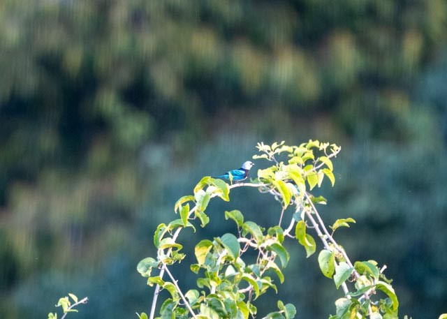 Masked Tanager - ML622443641