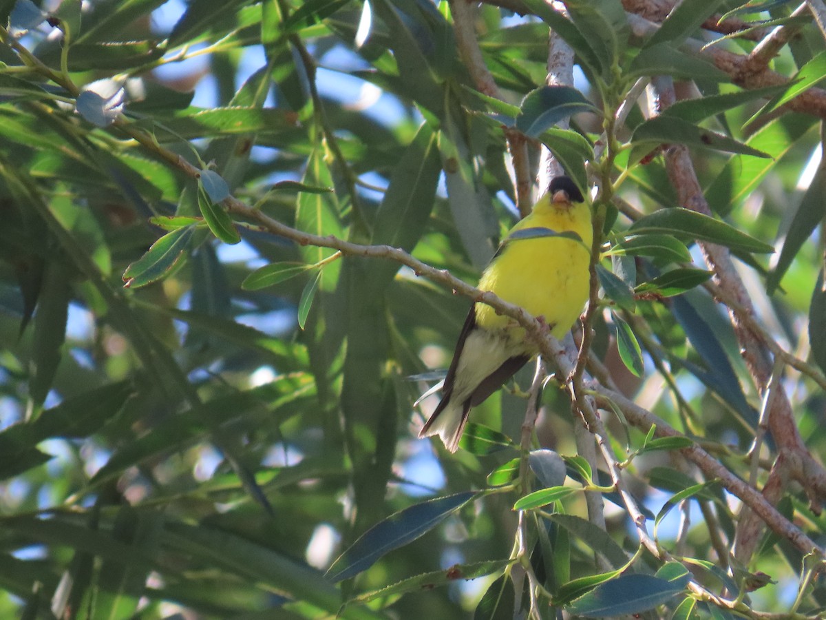 Chardonneret jaune - ML622443644