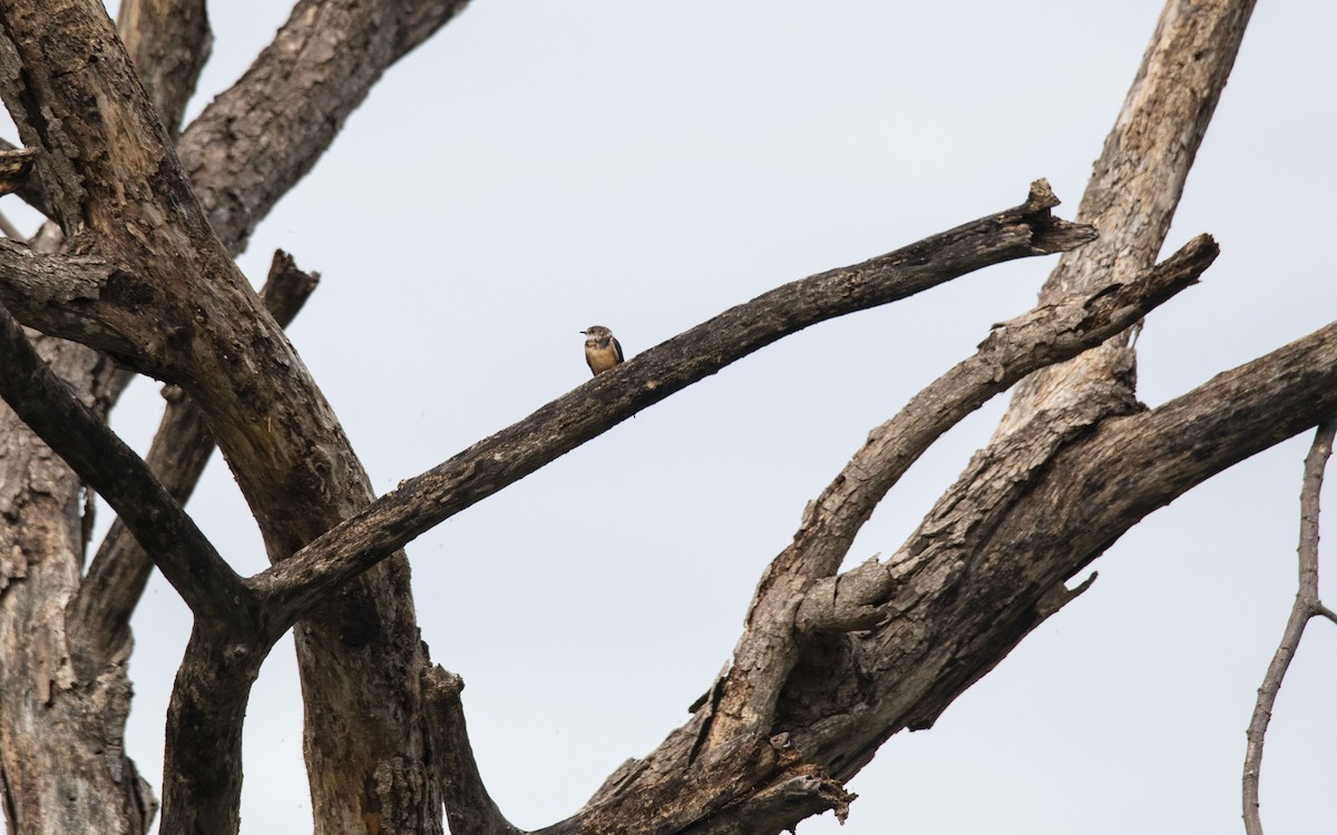 Golondrina Común - ML622443650