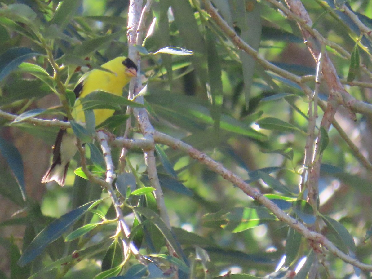 Chardonneret jaune - ML622443653