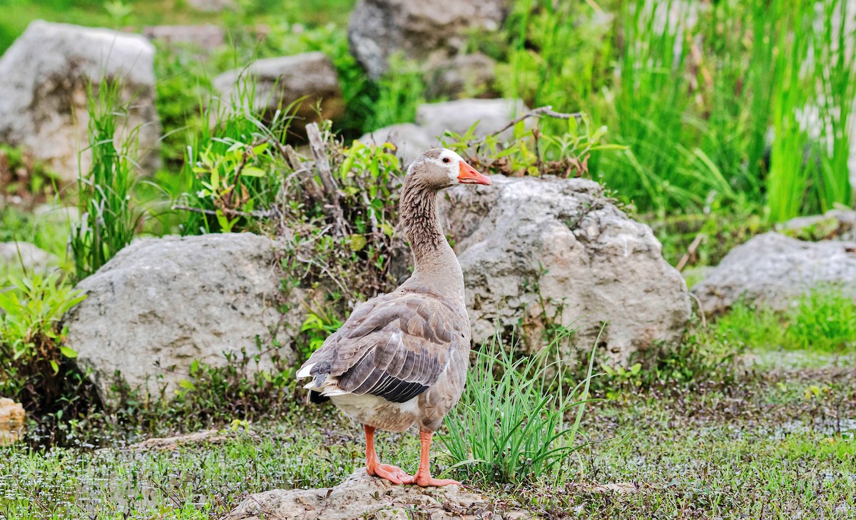 Graylag Goose (Domestic type) - Rolando Tomas Pasos Pérez