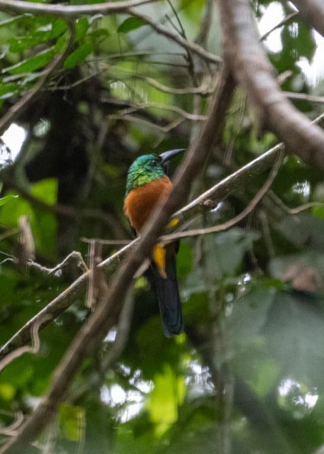 Great Jacamar - ML622443709