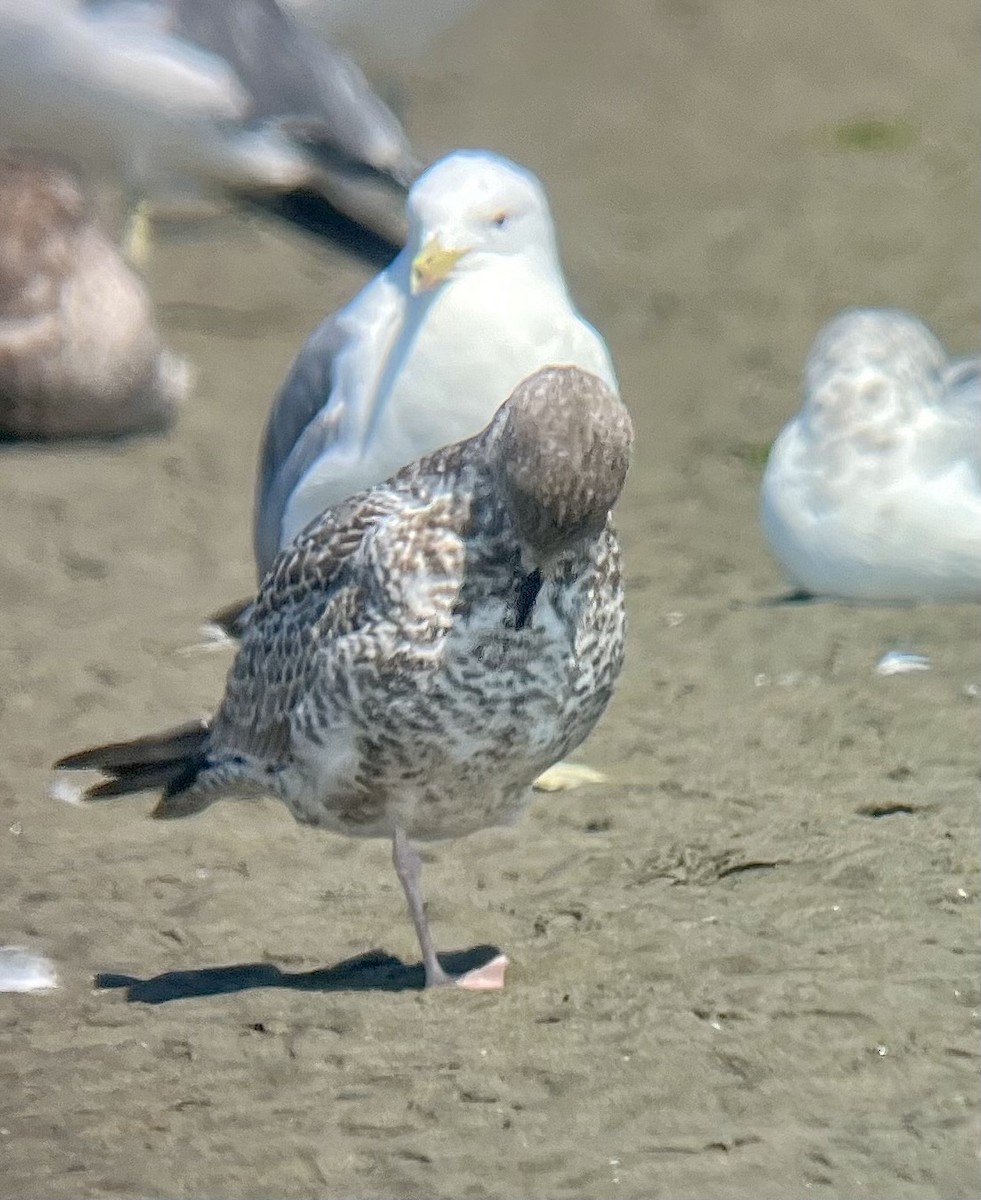 クロワカモメ - ML622443735