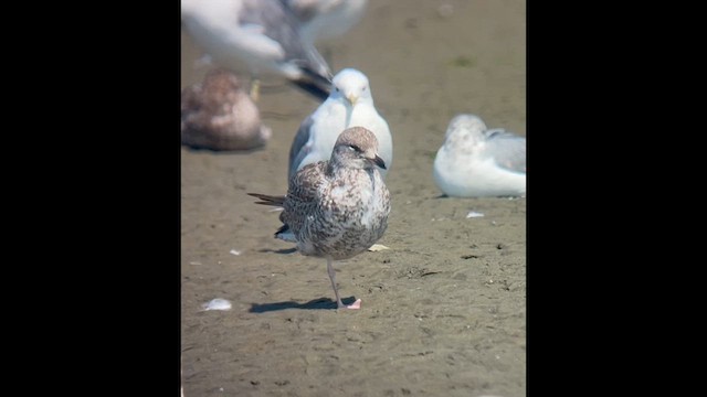 クロワカモメ - ML622443736