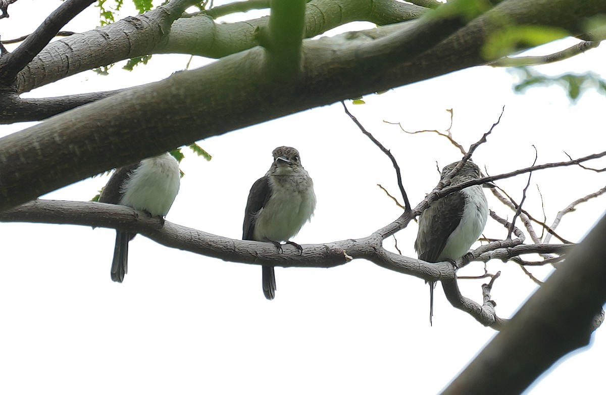 Society Kingfisher (Moorea) - ML622443773