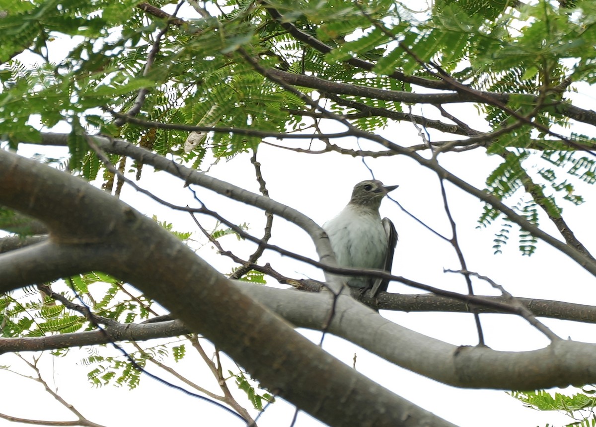 Society Kingfisher (Moorea) - ML622443774