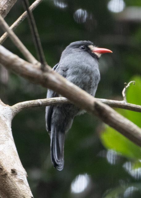 White-fronted Nunbird - ML622443806