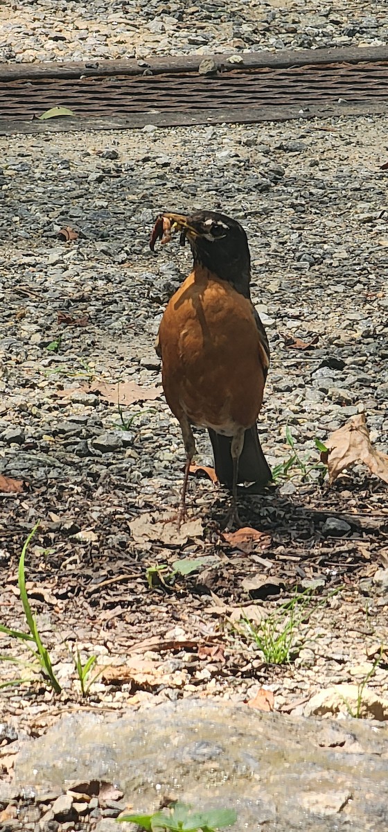 American Robin - ML622443820