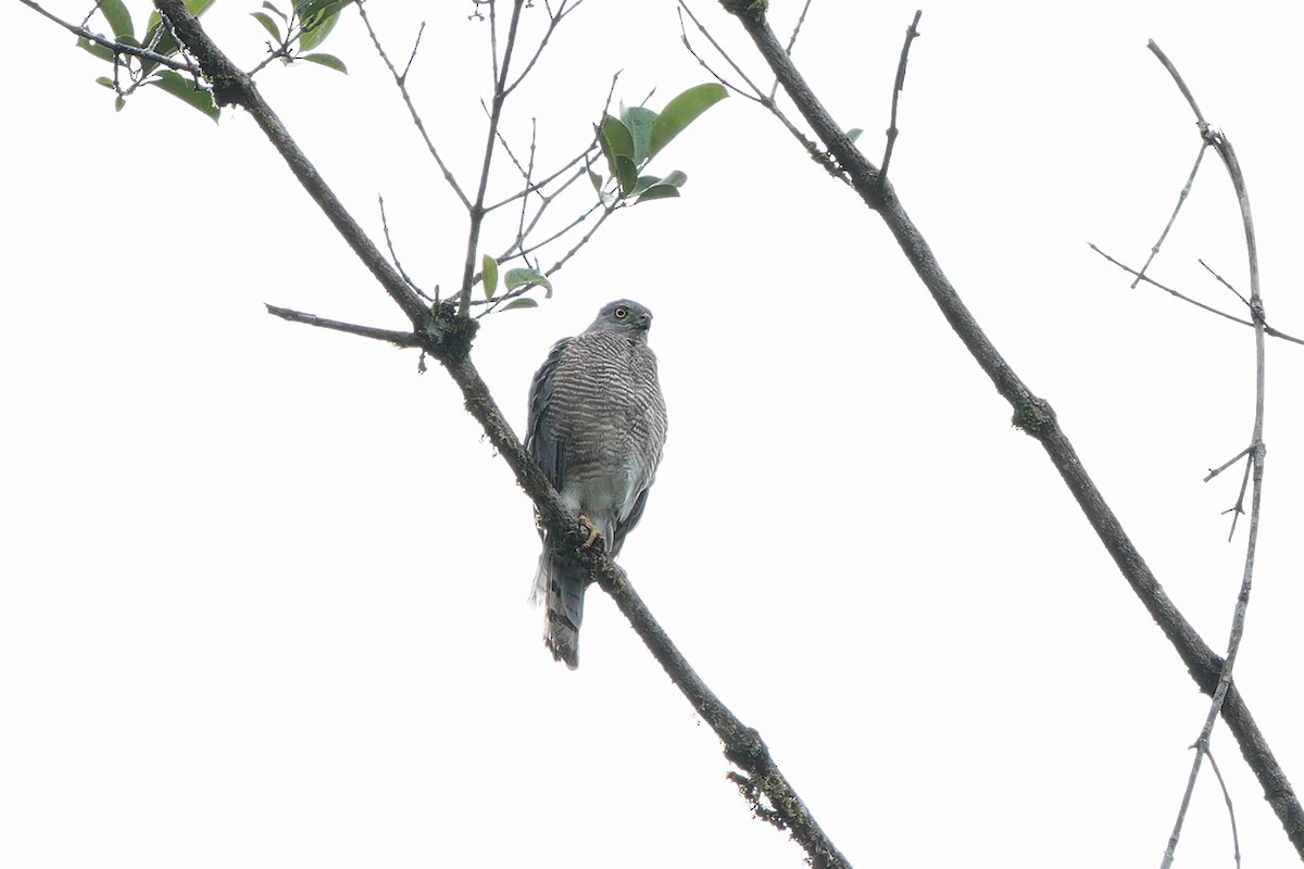 タカサゴダカ（badius グループ） - ML622443823