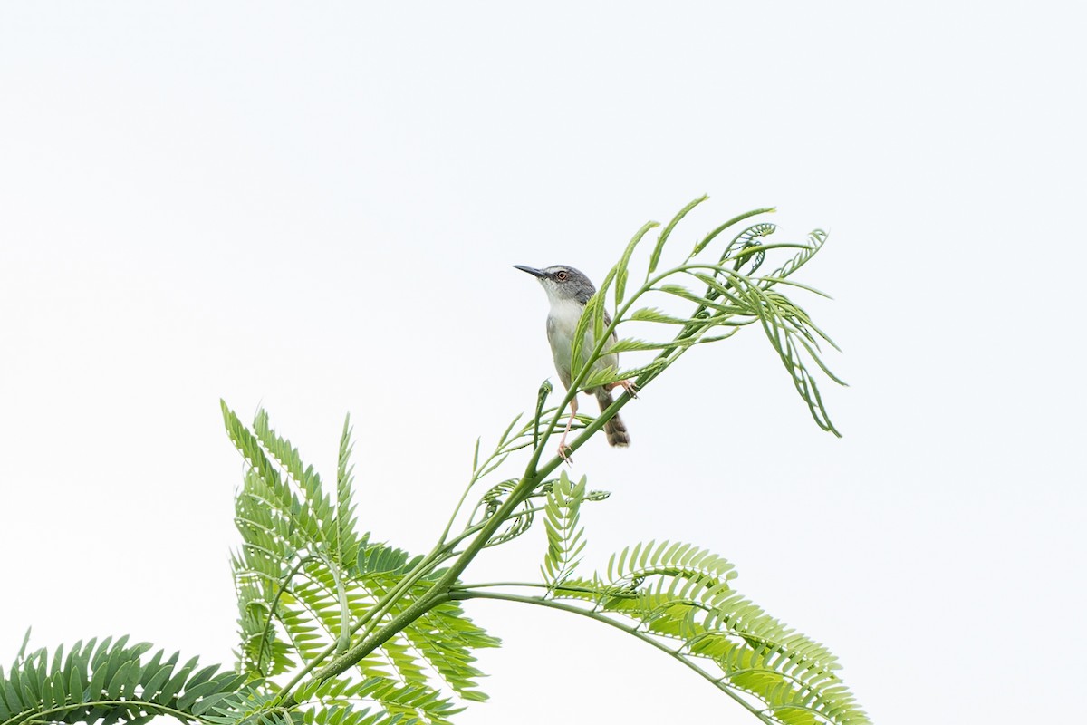 Rufescent Prinia - Wich’yanan Limparungpatthanakij