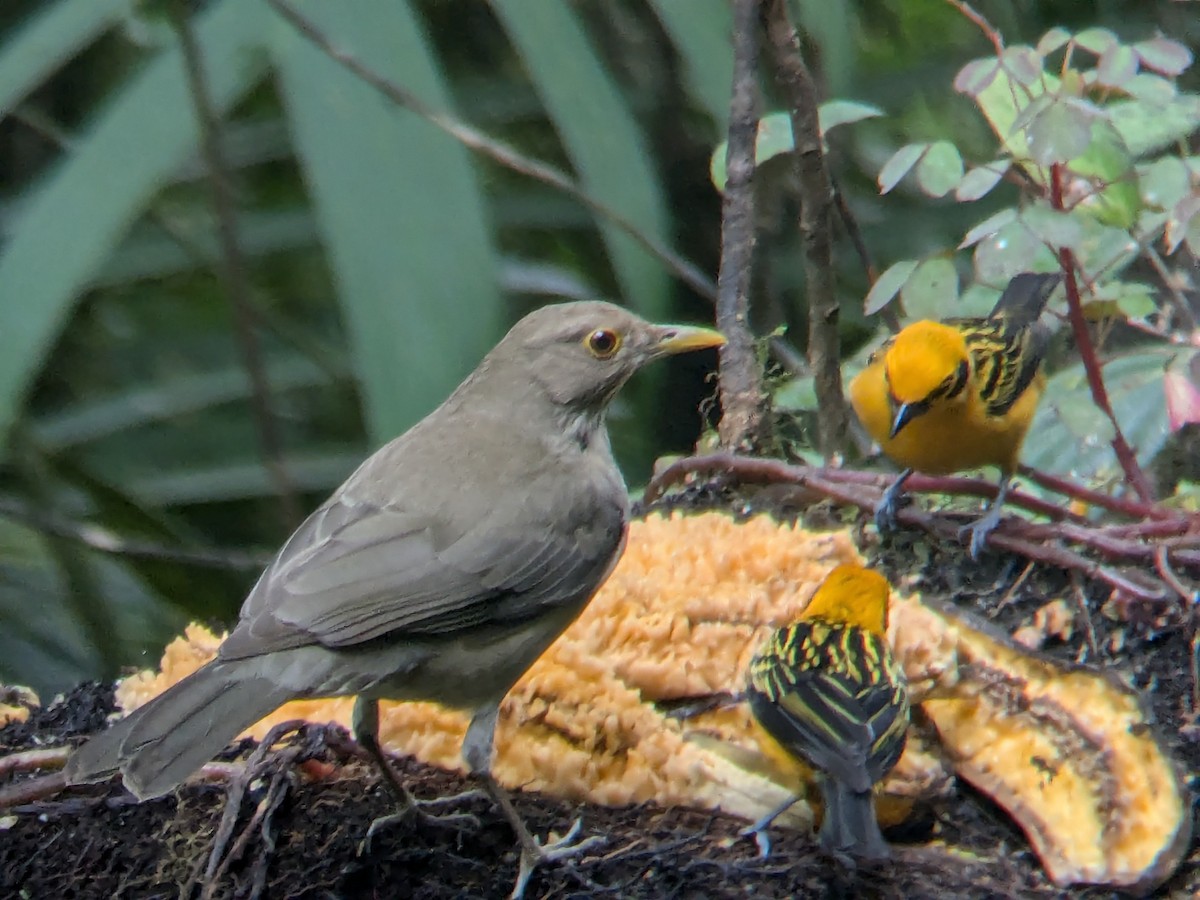 Ecuadorian Thrush - ML622443892