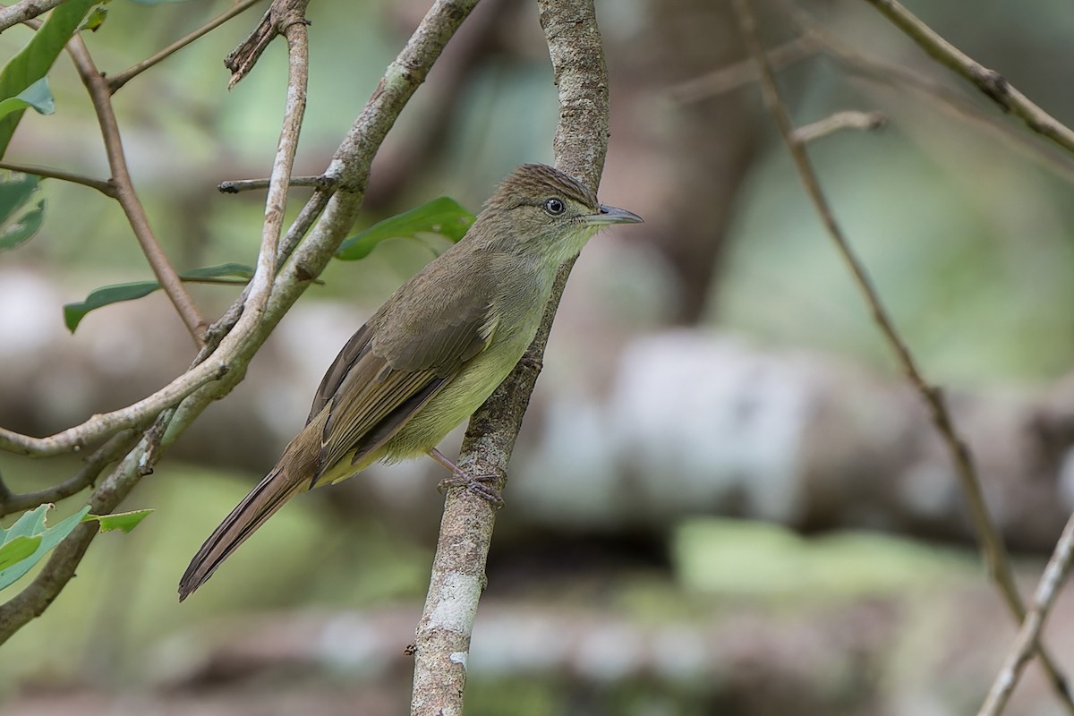 Olive Bulbul (Olive) - ML622443919