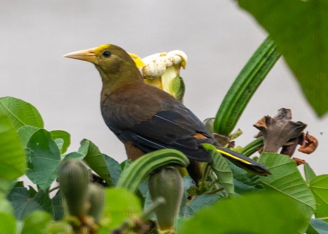 Russet-backed Oropendola - ML622443951