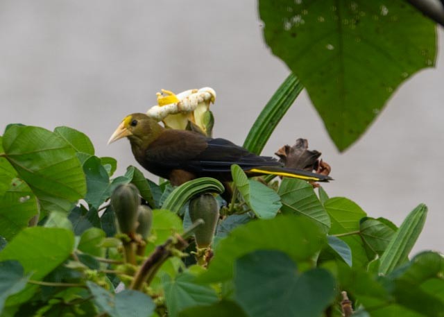 Russet-backed Oropendola - ML622443952