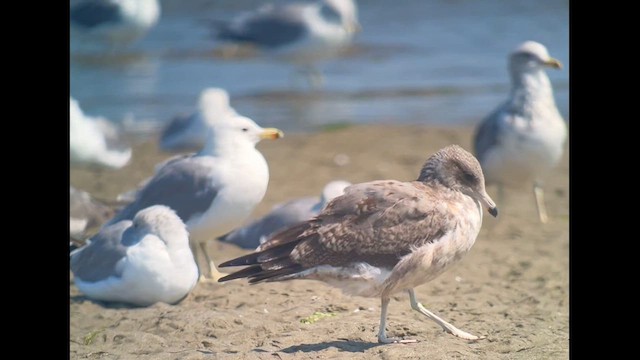 California Gull - ML622443968