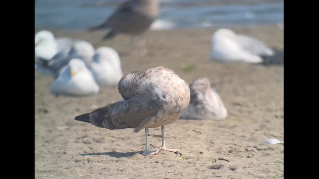 California Gull - ML622443969