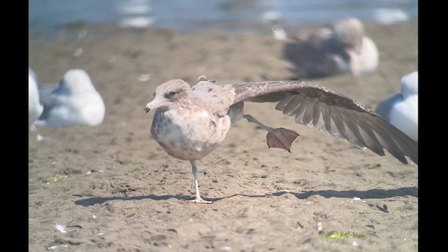 California Gull - ML622443970