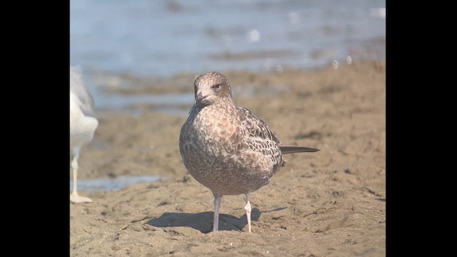 California Gull - ML622443971