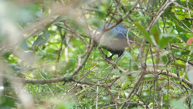 Knysna Turaco - ML622444032