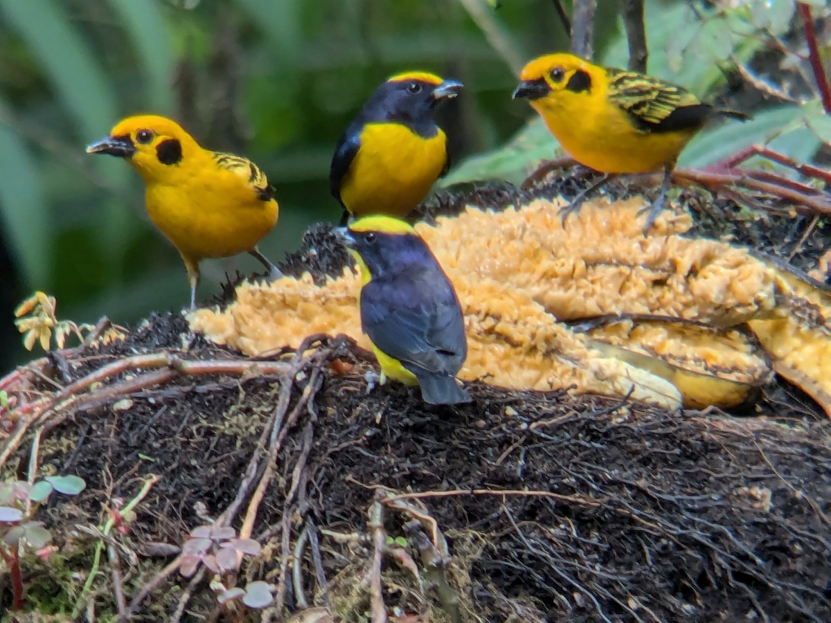 Orange-bellied Euphonia - ML622444054