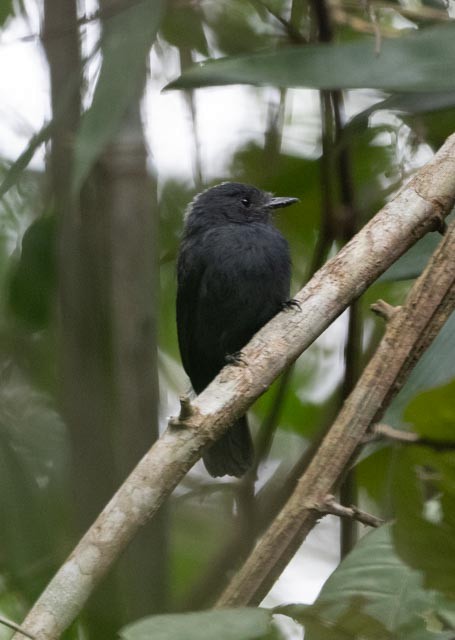 Bluish-slate Antshrike - ML622444056