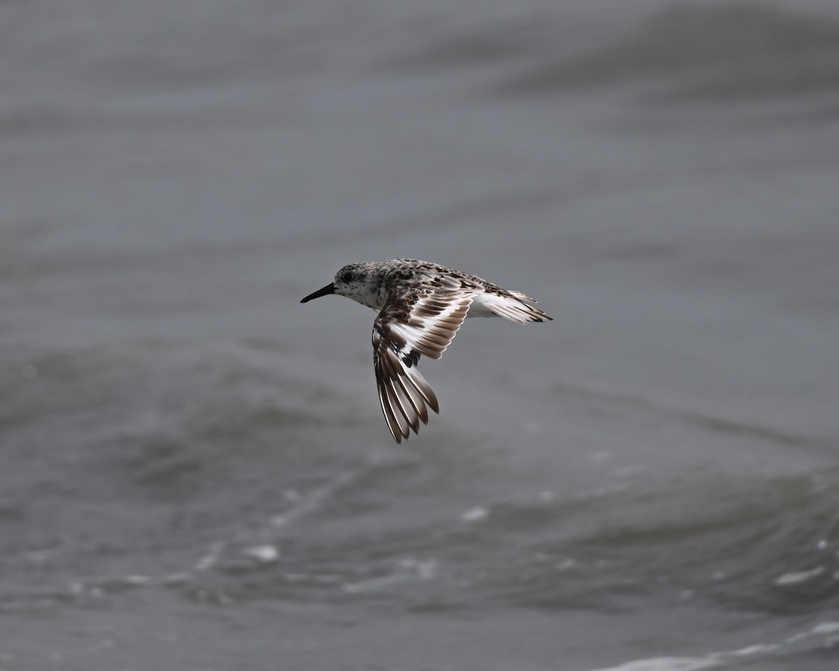 Sanderling - Keith McCullough