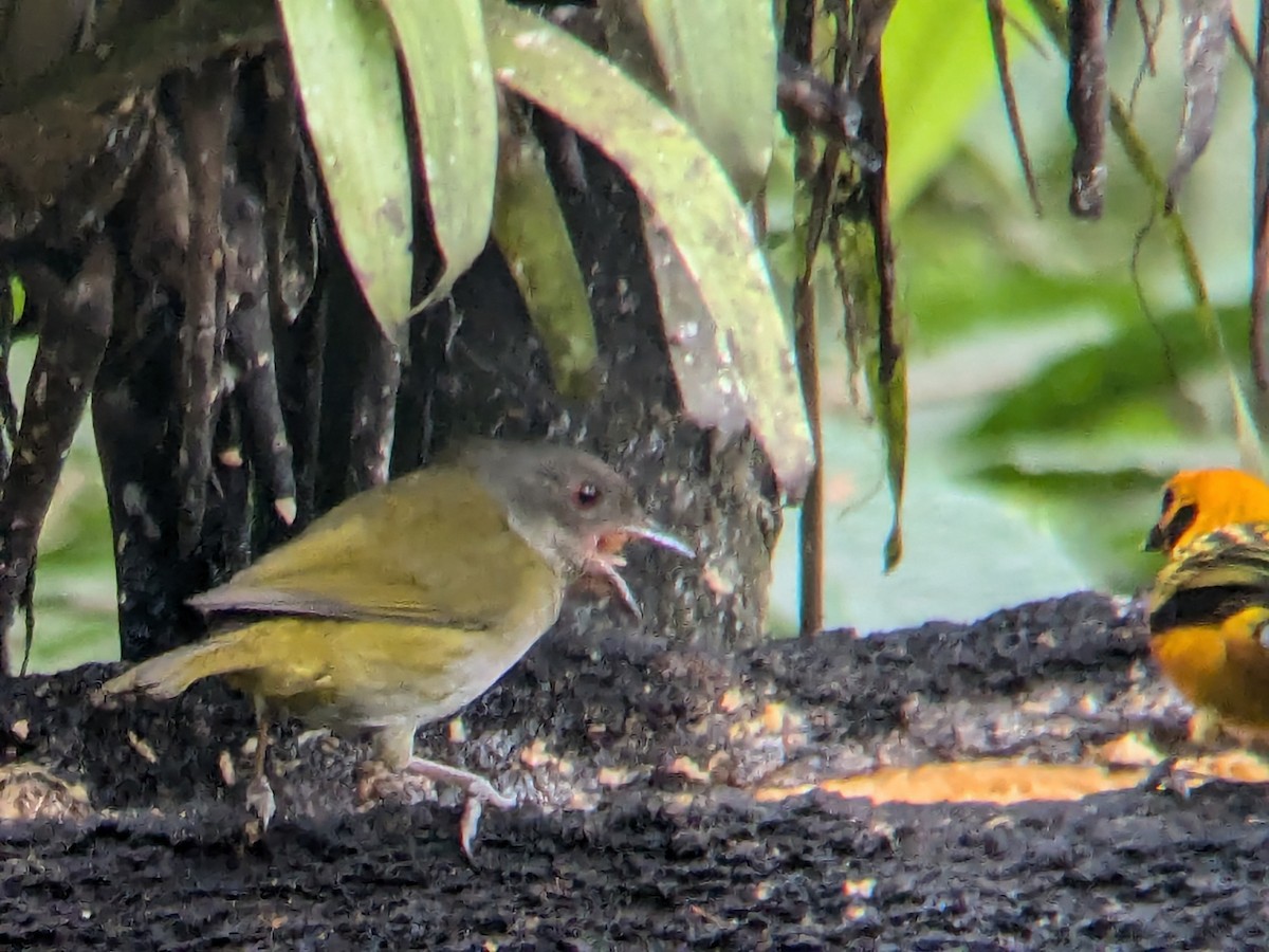 Dusky Chlorospingus - ML622444113