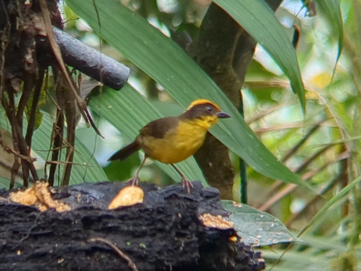 Tricolored Brushfinch - ML622444147