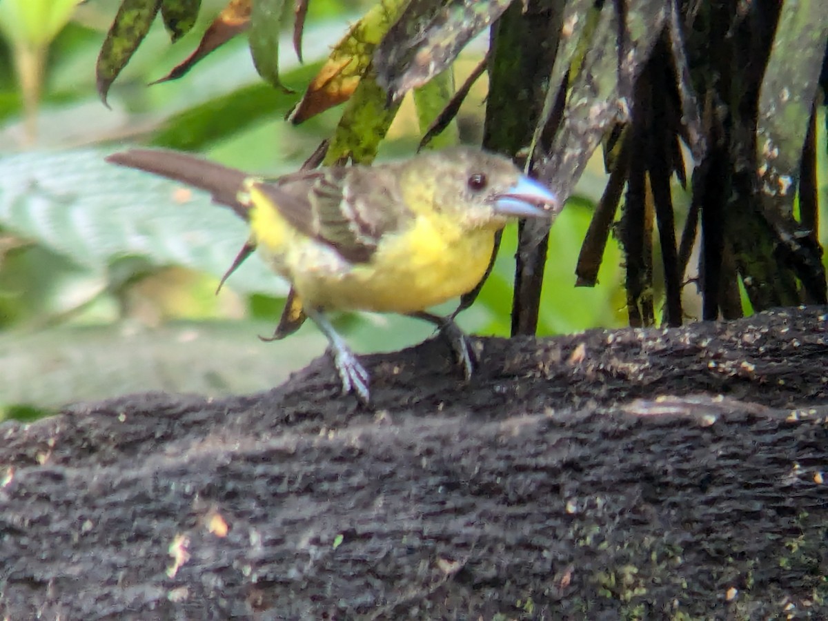 Flame-rumped Tanager - ML622444200