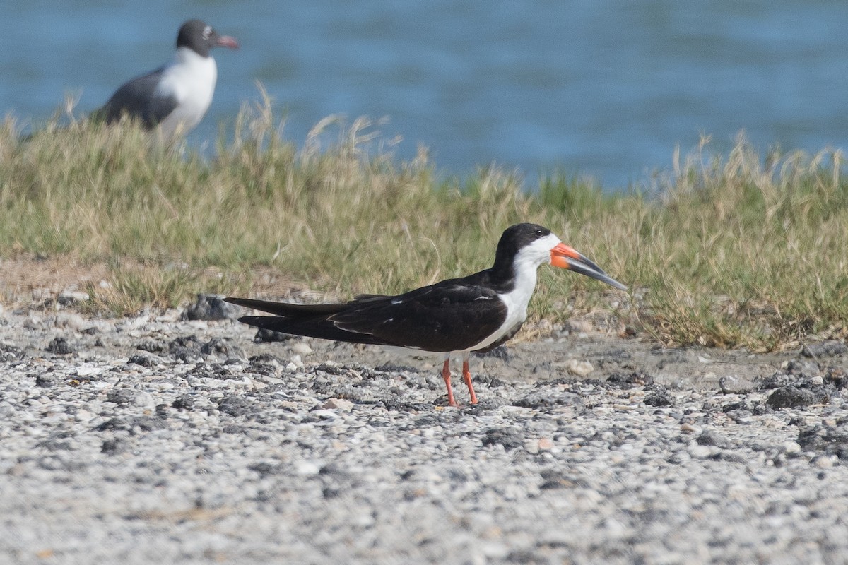 Black Skimmer - Nancy Davis