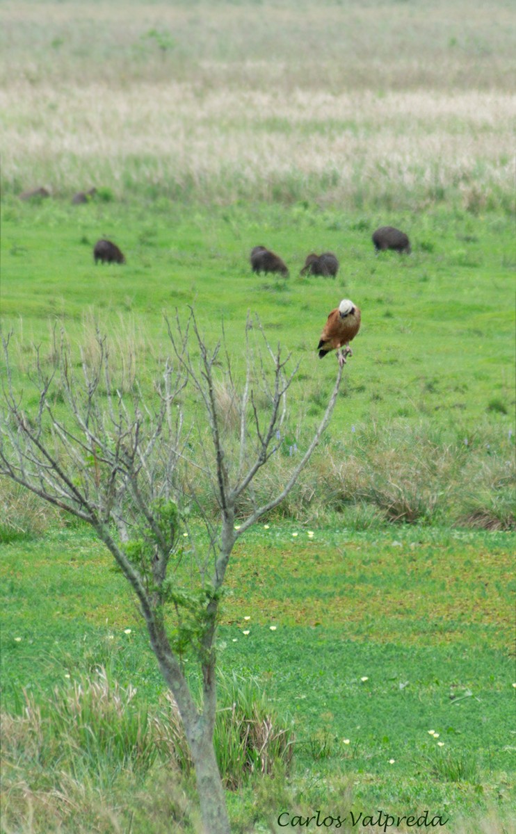 Black-collared Hawk - ML622444281