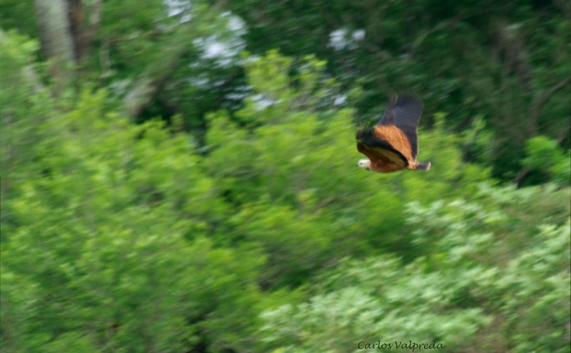 Black-collared Hawk - Carlos Valpreda