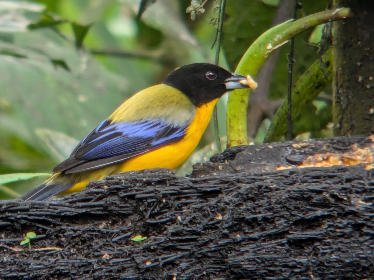 Black-chinned Mountain Tanager - ML622444291