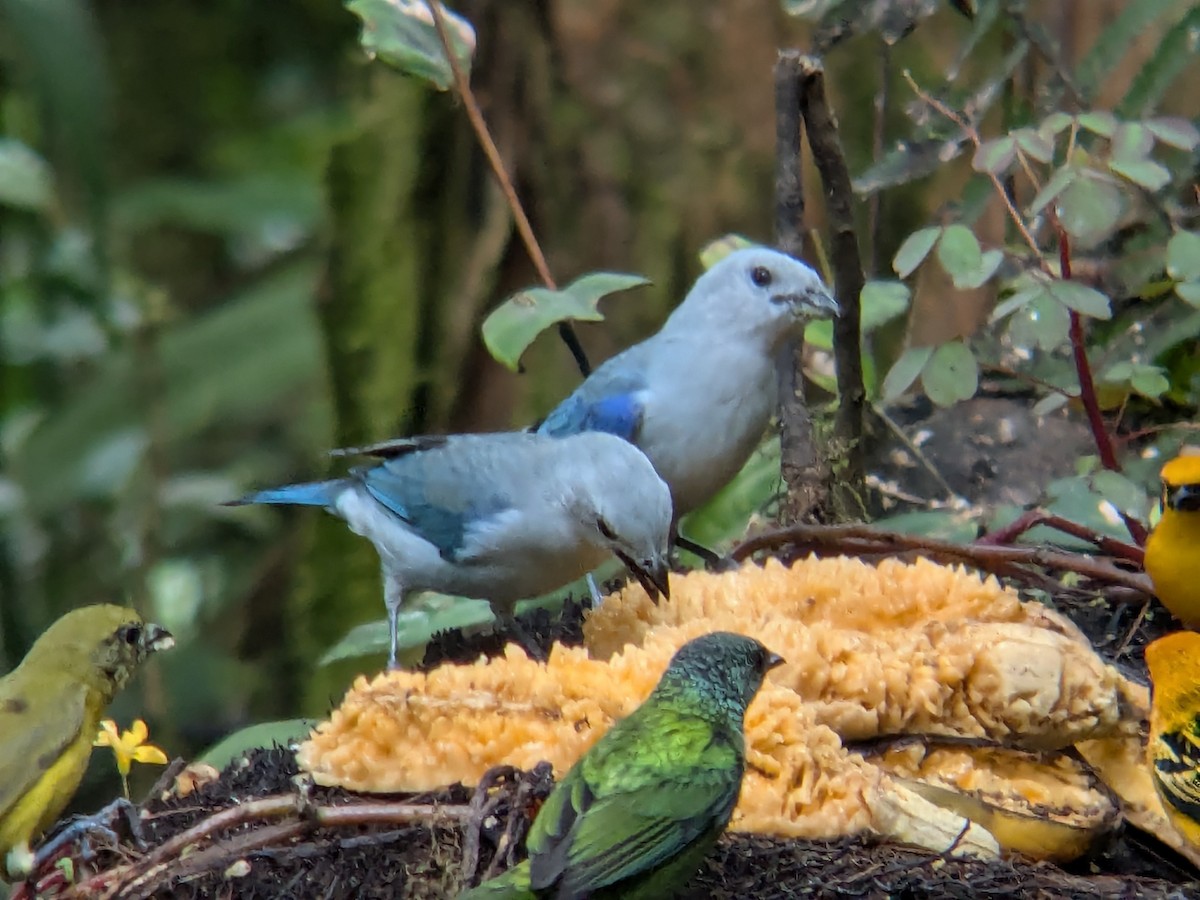 Blue-gray Tanager - ML622444327