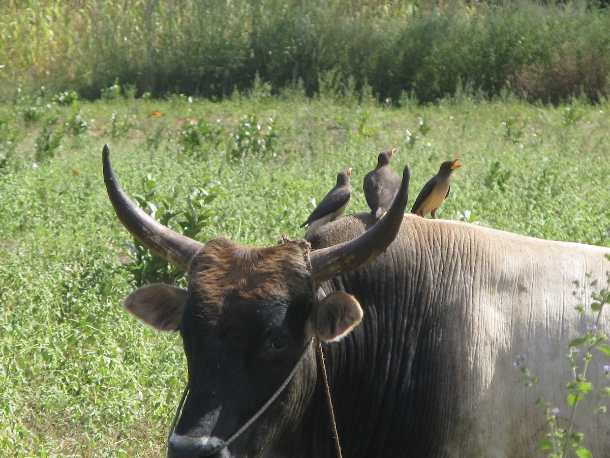 Piqueboeuf à bec jaune - ML622444375