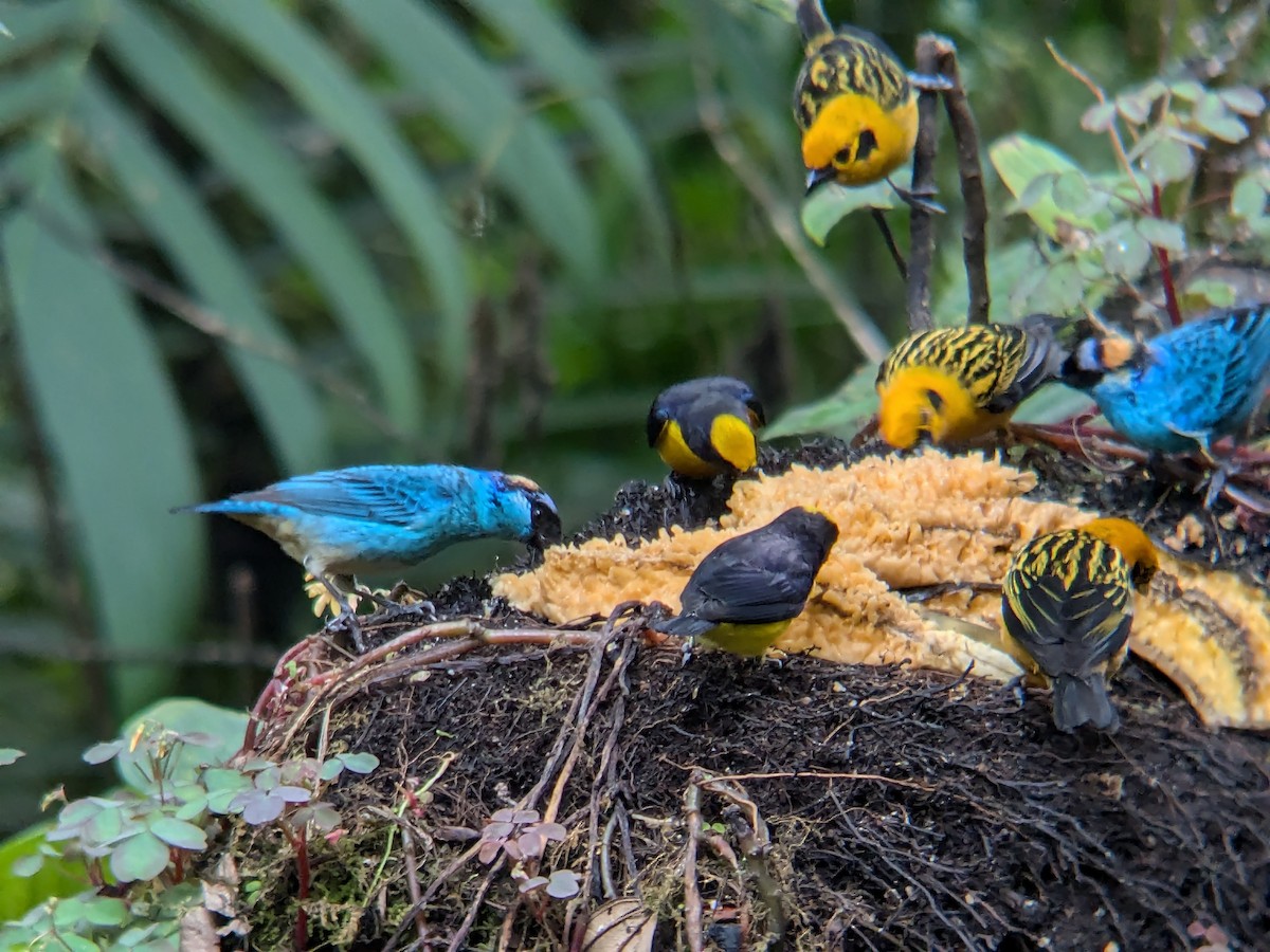 Golden-naped Tanager - ML622444422