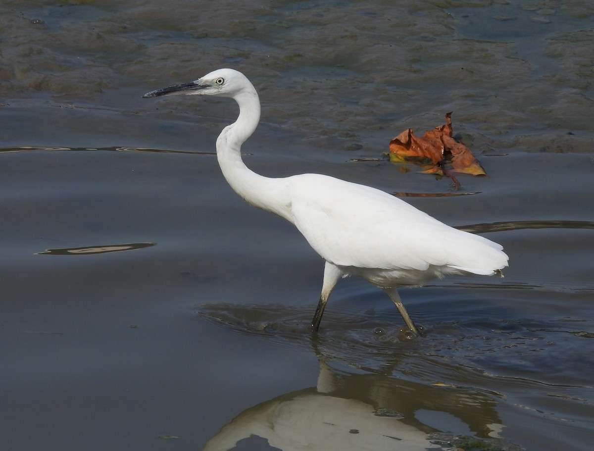 Little Egret - ML622444434