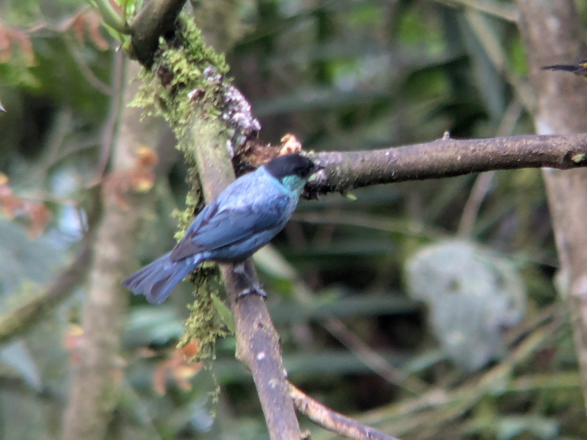 Black-capped Tanager - ML622444438