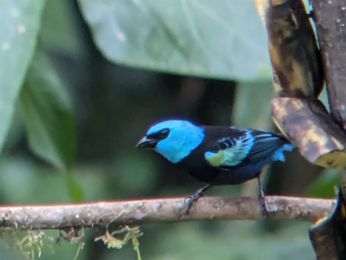 Blue-necked Tanager - ML622444451