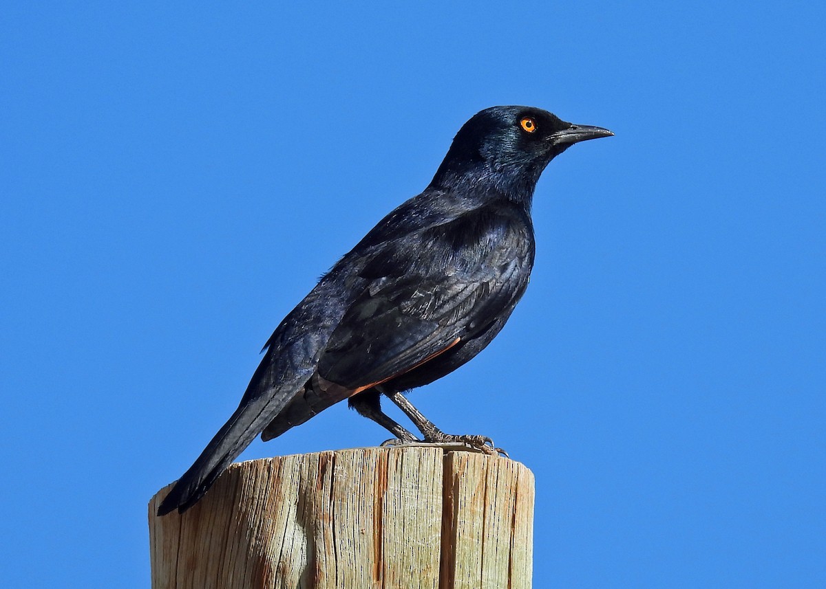 Pale-winged Starling - ML622444493