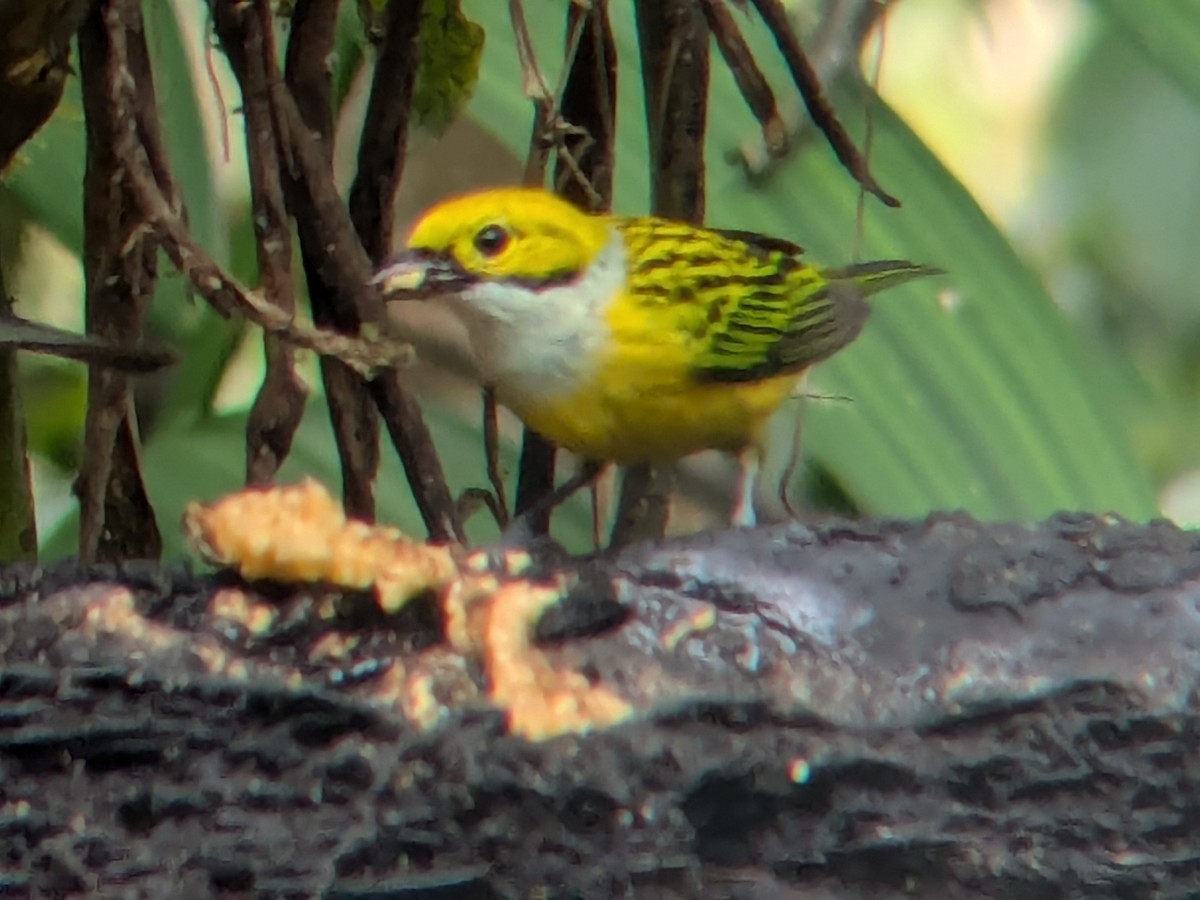 Silver-throated Tanager - ML622444494