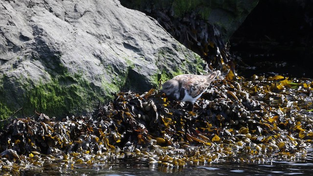 Ruddy Turnstone - ML622444512