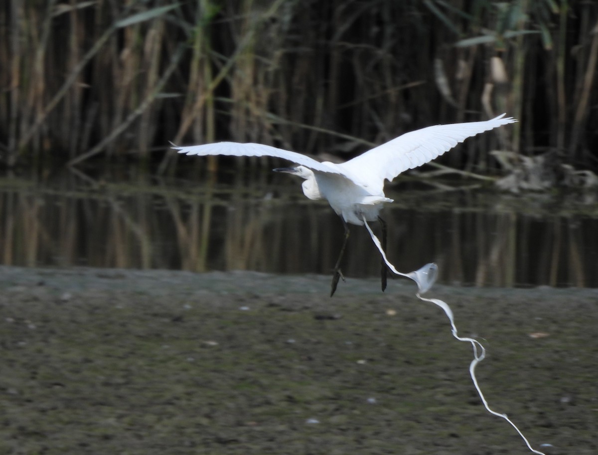 Little Egret - ML622444571