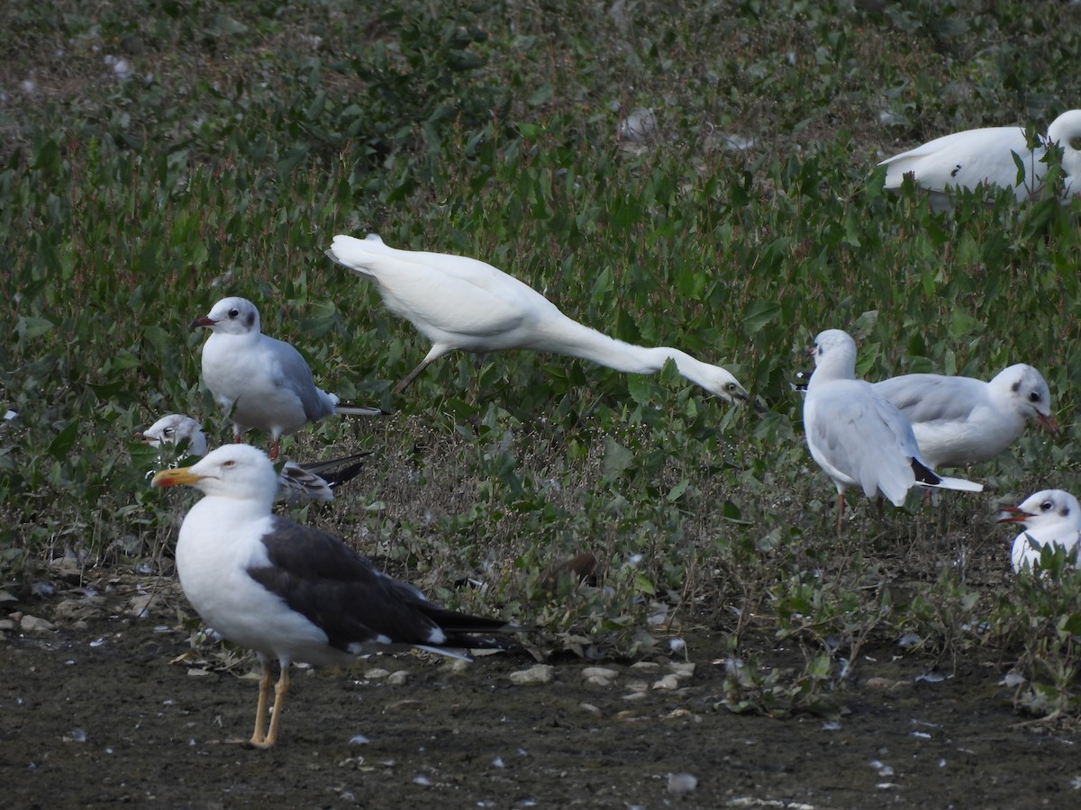 Little Egret - ML622444582