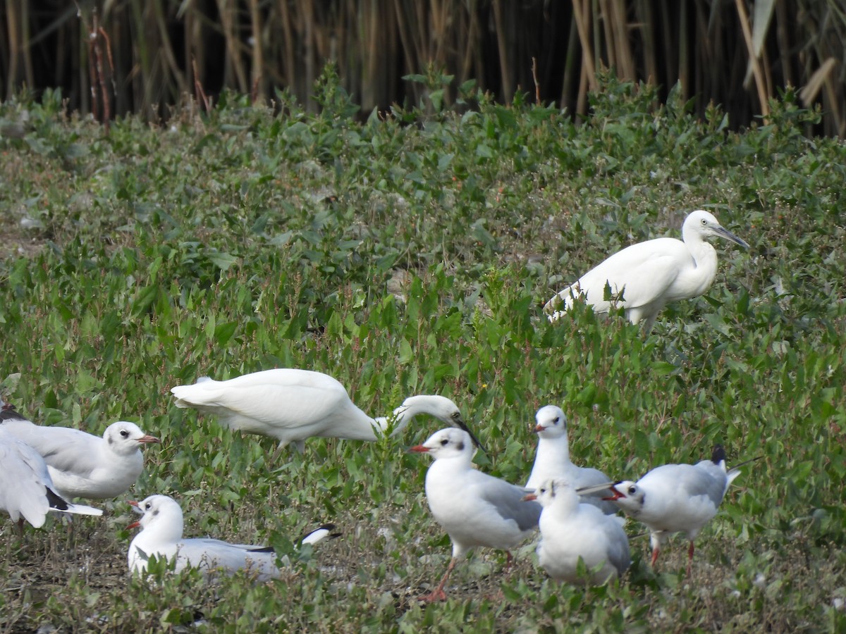 Little Egret - ML622444584