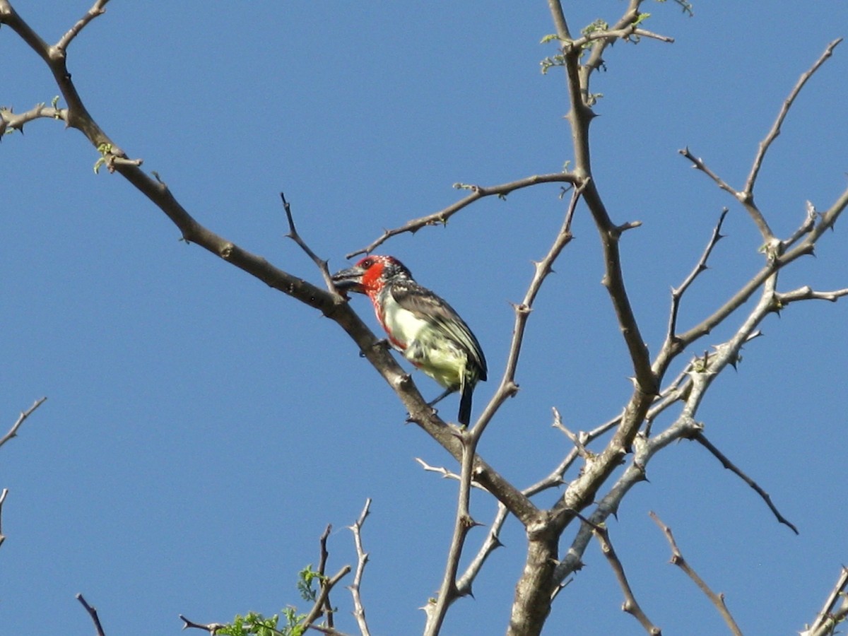 Vieillot's Barbet - ML622444586