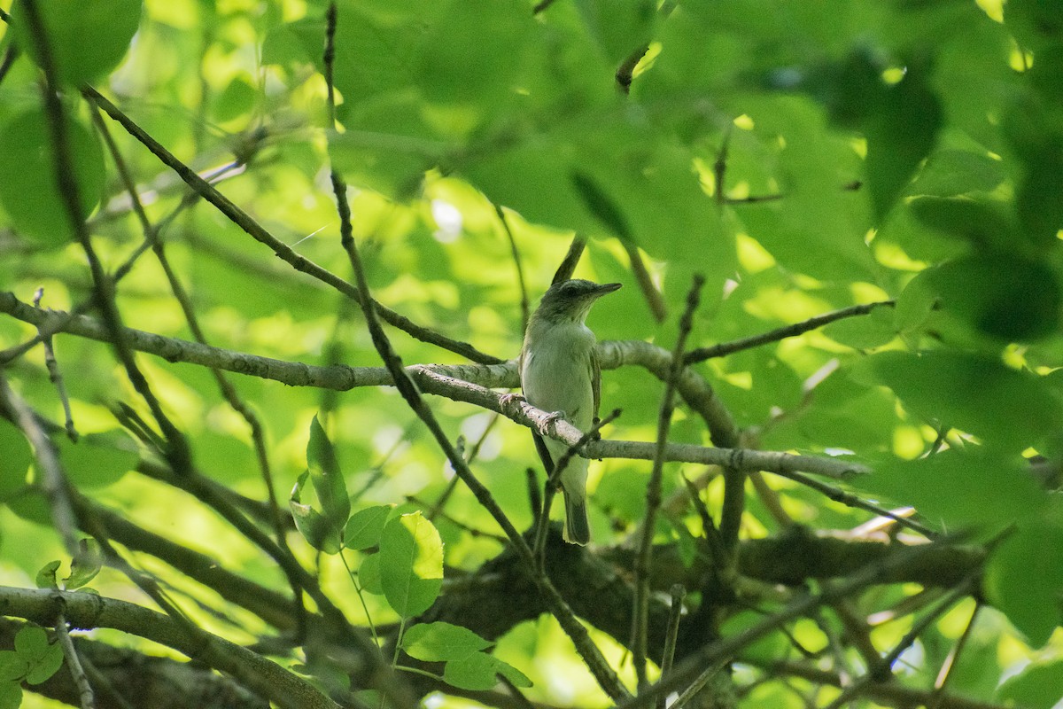 Red-eyed Vireo - ML622444632