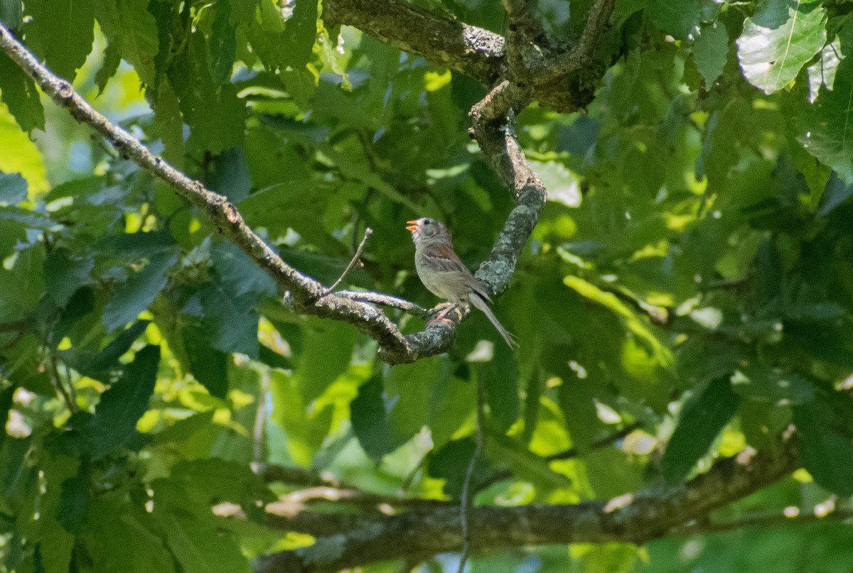 Field Sparrow - ML622444638